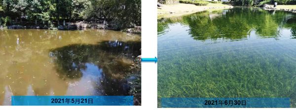 范蠡湖-风吹柳岸依依在，烟暗湖